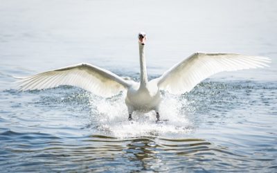 Innovation oder Sicherheit? Sowohl-als-auch!