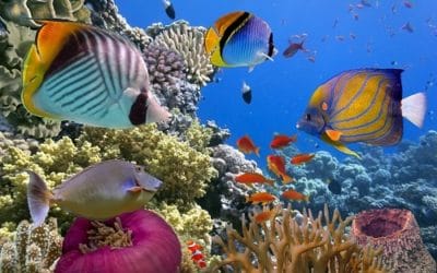 Diversity for More Opportunities: Den Unconscious Bias verstehen & überwinden