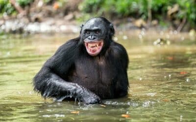 Humor als Stressventil