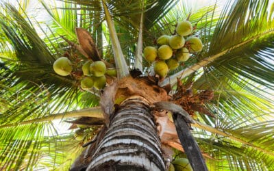 Die grüne Kokosnuss: Risikobewusst statt angstgetrieben