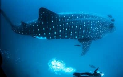 Don’t Panic: Tipps zum Entkatastrophisieren kritischer Situationen