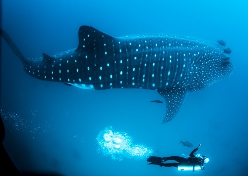Tauchen mit Haien