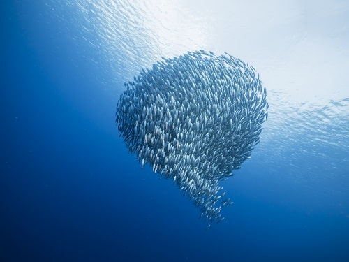 wide angel shot of bait ball at scuba dive around Curaçao /Netherlands Antilles