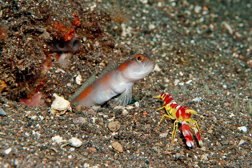 Grundel und Knallkrebs