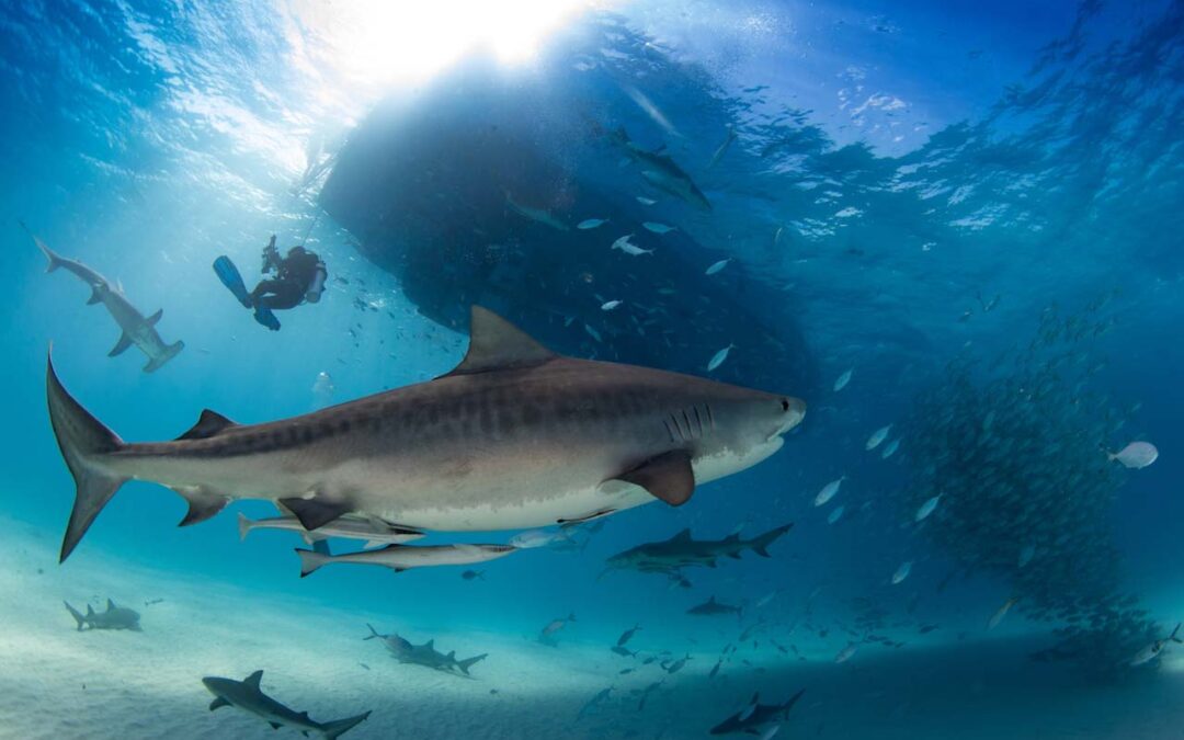 Vortrag Risikobewusst statt angstgetrieben