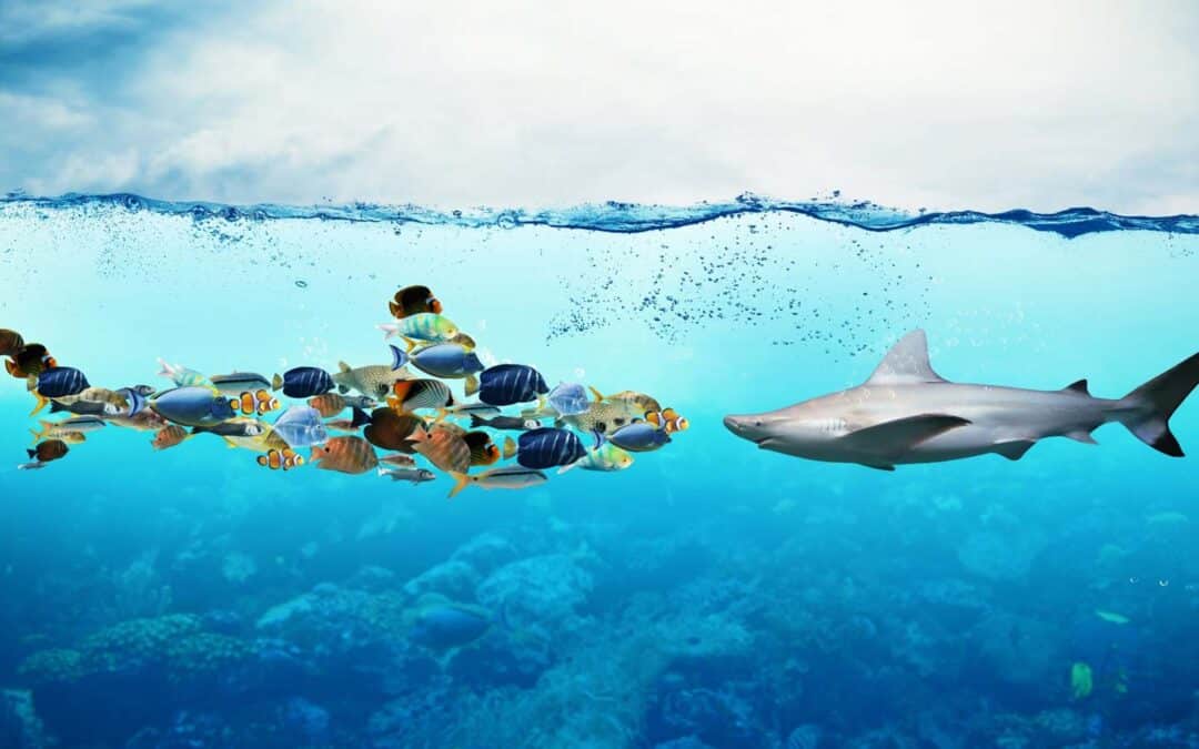 links bilden Fische im Meer als Gruppe eine Haiform, rechts gegenüber schwimmt ein normaler Hai