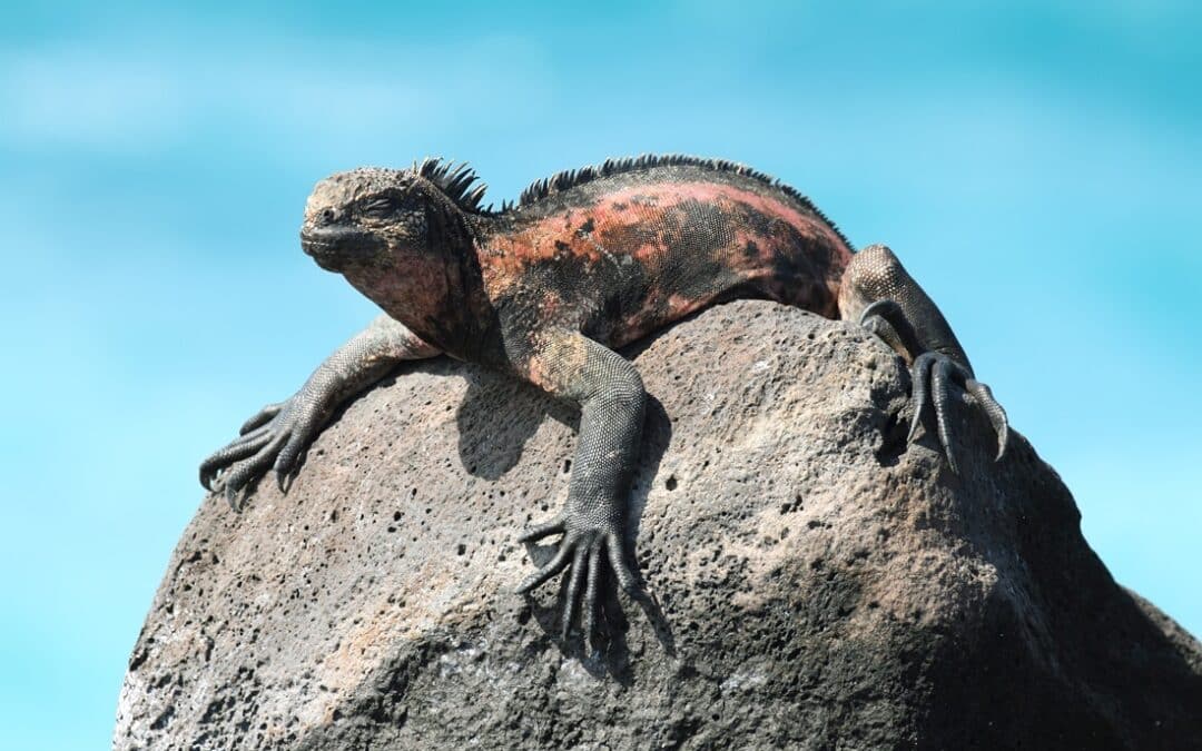 Von der Erstarrung in die Erneuerung